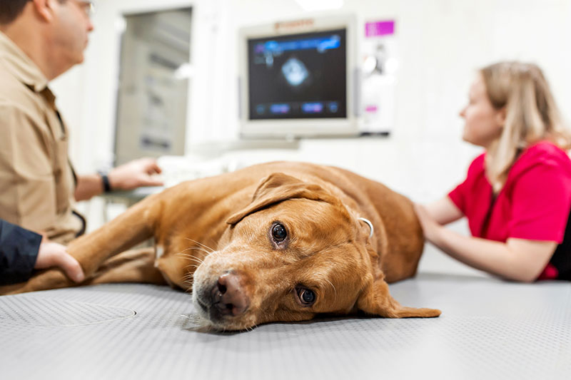 Hund beim Tierarzt