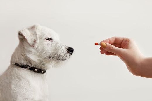 Hund bekommt Medikamente